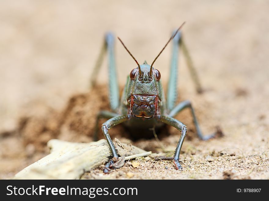 Grasshopper - huge grasshopper from Venezuela tropical forest