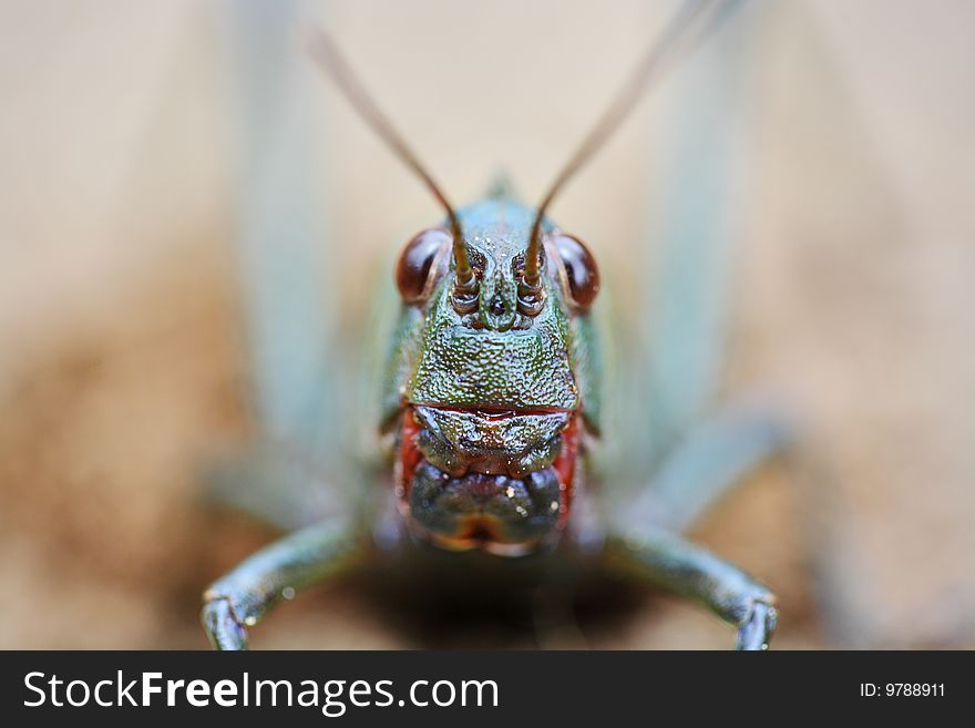 Grasshopper - huge grasshopper from Venezuela tropical forest