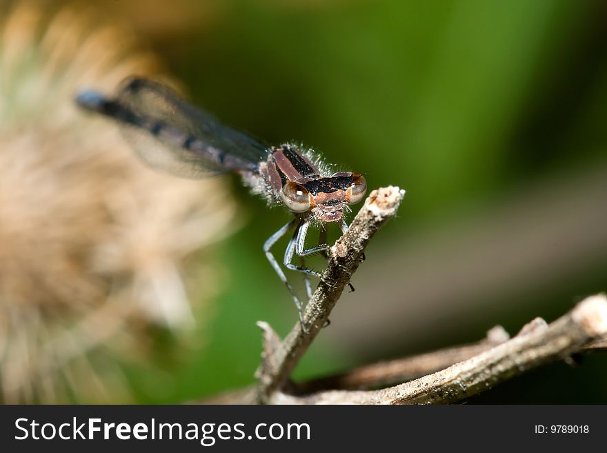 Damselfly On A Branch