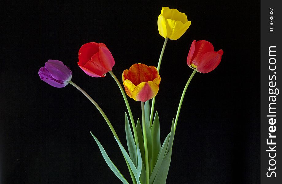 A view of Five multi colored Tulips on a black background. A view of Five multi colored Tulips on a black background.