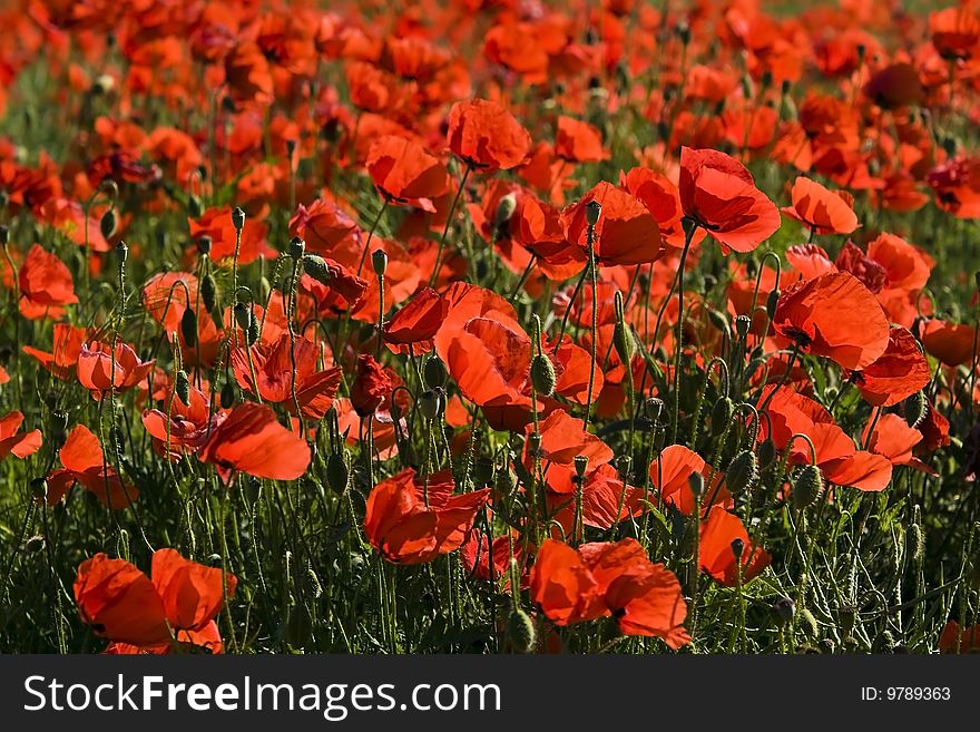 Beautiful red poppy the afield. Beautiful red poppy the afield.