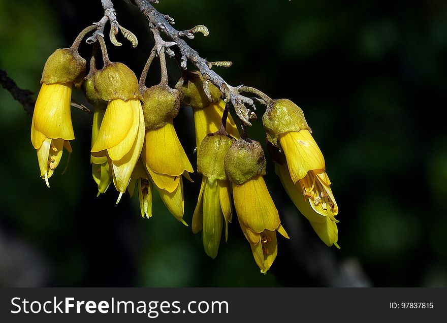 Sophora. &x28;Kowhai&x29; NZ