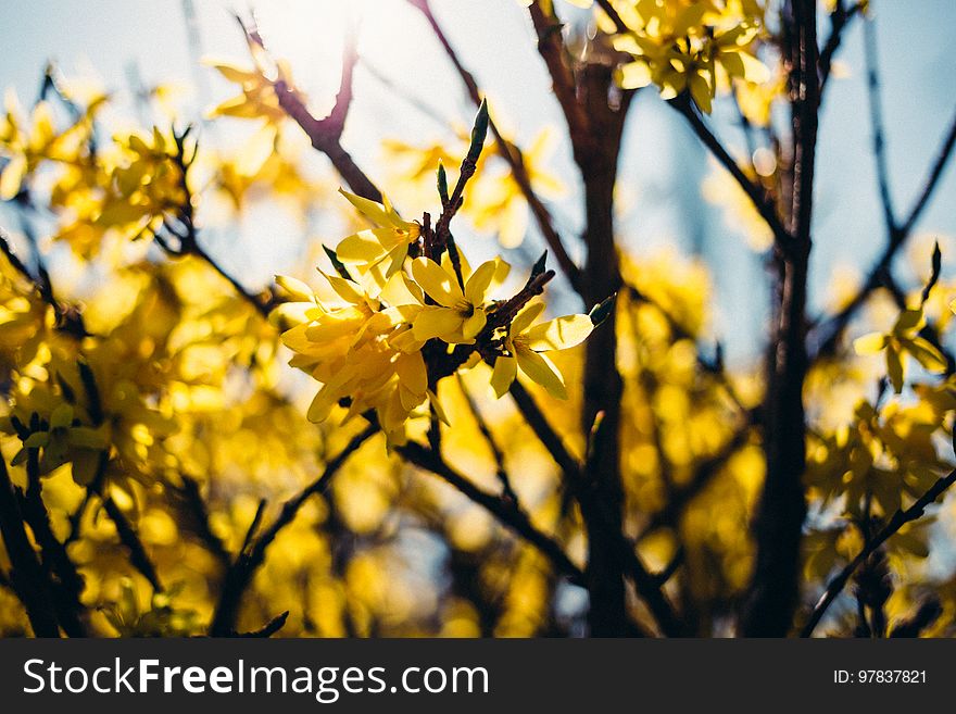 Yellow Flowers