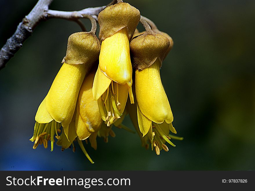 Kōwhai are small, woody legume trees in the genus Sophora native to New Zealand. There are eight species, Sophora microphylla and S. tetraptera being the most recognised as large trees. Their natural habitat is beside streams and on the edges of forest, in lowland or mountain open areas.[1] Kōwhai trees grow throughout the country and are a common feature in New Zealand gardens. Outside of New Zealand, kōwhai tend to be restricted to mild temperate maritime climates. The name kōwhai comes from the Māori word for yellow—a reference to the colour of the flower. Kōwhai are small, woody legume trees in the genus Sophora native to New Zealand. There are eight species, Sophora microphylla and S. tetraptera being the most recognised as large trees. Their natural habitat is beside streams and on the edges of forest, in lowland or mountain open areas.[1] Kōwhai trees grow throughout the country and are a common feature in New Zealand gardens. Outside of New Zealand, kōwhai tend to be restricted to mild temperate maritime climates. The name kōwhai comes from the Māori word for yellow—a reference to the colour of the flower