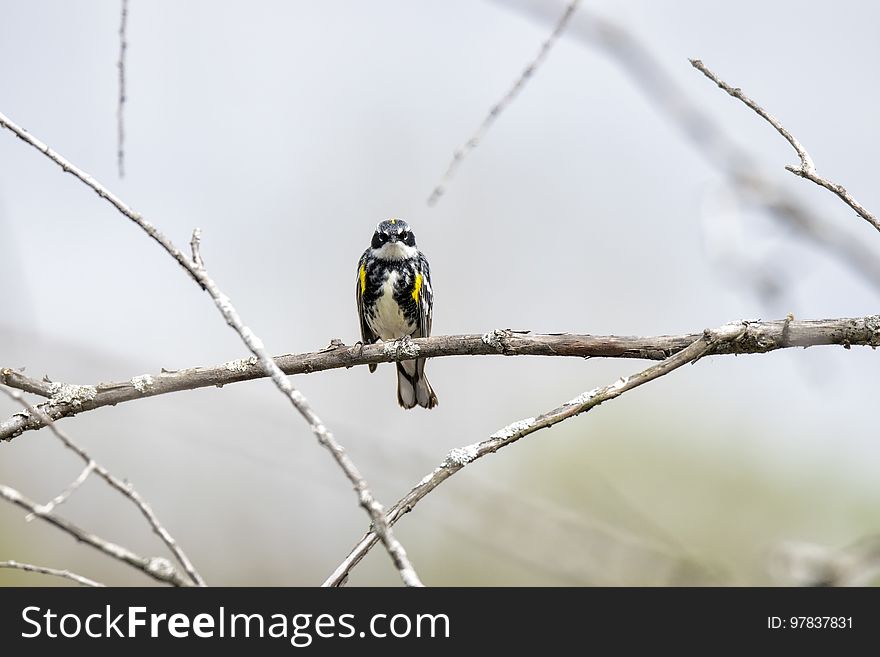 Oiseau &#x28;Paruline Ã€ Croupion Jaune&#x29; 108