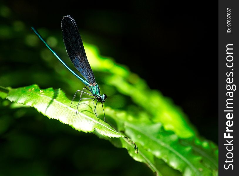 Blue On Green