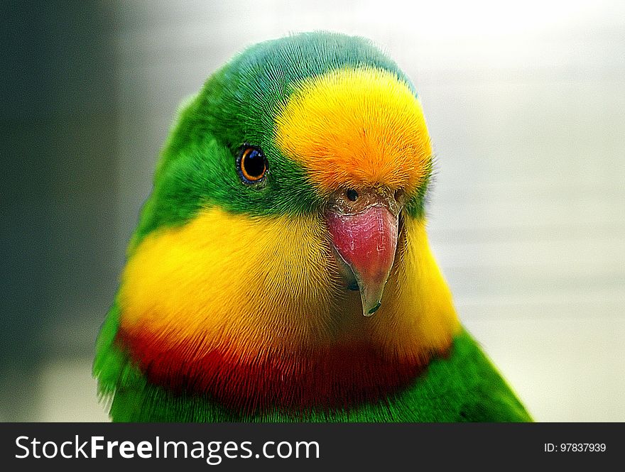 The Superb Parrot &#x28;Polytelis swainsonii&#x29;, also known as Barraband&#x27;s Parrot, Barraband&#x27;s Parakeet, or Green Leek Parrot, is a parrot native to south-eastern Australia. It is a monomorphic species and one of three species in the genus Polytelis. The Superb Parrot is mostly bright green with darker flight feathers and is about 40 cm &#x28;16 in&#x29; long with a long pointed tail. Adult males have continuous yellow foreheads and throats, with a red horizontal band across the border of the throat.