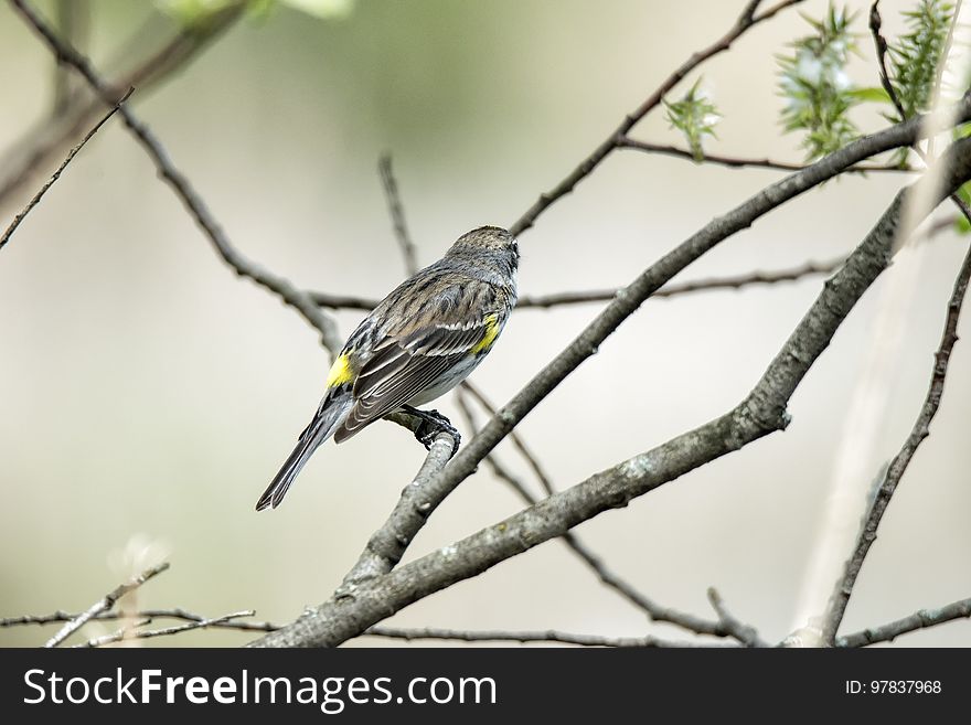 Oiseau &#x28;Paruline Ã€ Croupion Jaune&#x29; 151