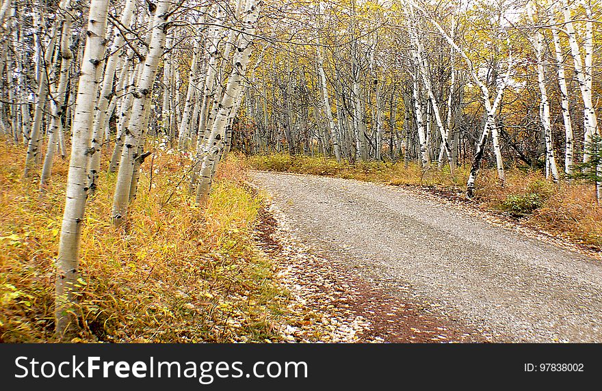 Autumn Calgary Alberta &x28;9&x29;