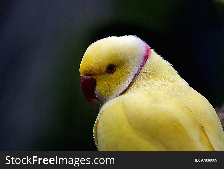 Indian Ringnecked Parrot. &#x28;Psittacula krameri&#x29