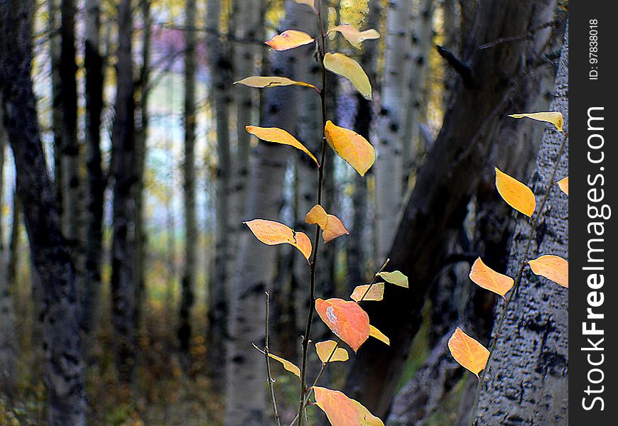 The aspens are all native to cold regions with cool summers, in the north of the Northern Hemisphere, extending south at high altitudes in the mountains. They are all medium-sized deciduous trees reaching 15â€“30 m &#x28;49â€“98 ft&#x29; tall. The aspens are all native to cold regions with cool summers, in the north of the Northern Hemisphere, extending south at high altitudes in the mountains. They are all medium-sized deciduous trees reaching 15â€“30 m &#x28;49â€“98 ft&#x29; tall.