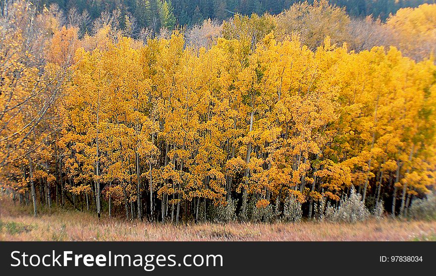 The aspens are all native to cold regions with cool summers, in the north of the Northern Hemisphere, extending south at high altitudes in the mountains. They are all medium-sized deciduous trees reaching 15â€“30 m &#x28;49â€“98 ft&#x29; tall. The aspens are all native to cold regions with cool summers, in the north of the Northern Hemisphere, extending south at high altitudes in the mountains. They are all medium-sized deciduous trees reaching 15â€“30 m &#x28;49â€“98 ft&#x29; tall.