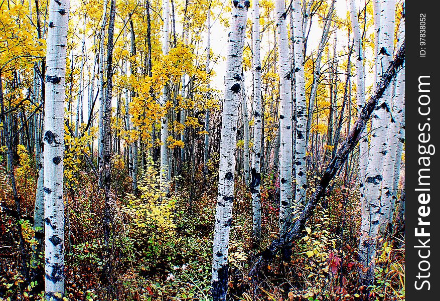 The aspens are all native to cold regions with cool summers, in the north of the Northern Hemisphere, extending south at high altitudes in the mountains. They are all medium-sized deciduous trees reaching 15â€“30 m &#x28;49â€“98 ft&#x29; tall. The aspens are all native to cold regions with cool summers, in the north of the Northern Hemisphere, extending south at high altitudes in the mountains. They are all medium-sized deciduous trees reaching 15â€“30 m &#x28;49â€“98 ft&#x29; tall.