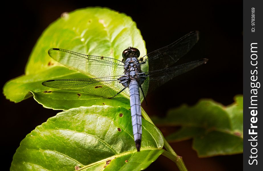 Blue Marsh Hawk