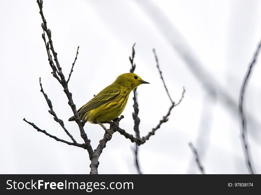 Oiseau &#x28;Paruline Jaune&#x29; 112