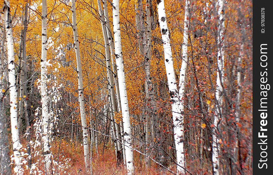 The aspens are all native to cold regions with cool summers, in the north of the Northern Hemisphere, extending south at high altitudes in the mountains. They are all medium-sized deciduous trees reaching 15â€“30 m &#x28;49â€“98 ft&#x29; tall. The aspens are all native to cold regions with cool summers, in the north of the Northern Hemisphere, extending south at high altitudes in the mountains. They are all medium-sized deciduous trees reaching 15â€“30 m &#x28;49â€“98 ft&#x29; tall.