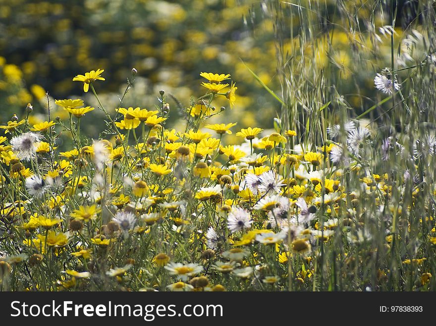 Wild Flowers