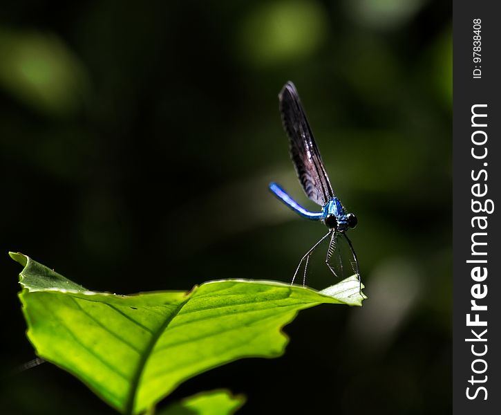 Ryukyu Damselfly, Male - Matrona basilaris japonica Ishikawa Dake, Okinawa. Ryukyu Damselfly, Male - Matrona basilaris japonica Ishikawa Dake, Okinawa