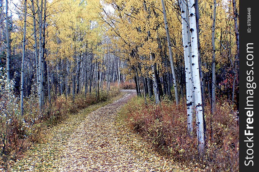 Autumn Calgary Alberta &x28;2&x29;