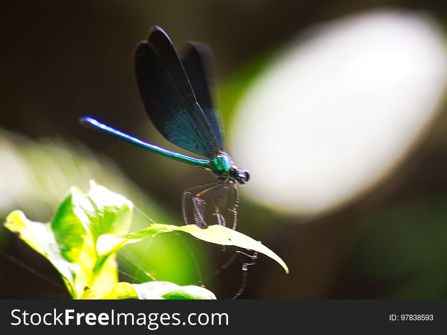 Ryukyu Damselfly, Male - Matrona basilaris japonica Ishikawa-Dake, Okinawa. Ryukyu Damselfly, Male - Matrona basilaris japonica Ishikawa-Dake, Okinawa