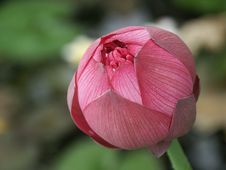Lotus Bud Royalty Free Stock Image Lotus Bud Royalty Free Stock Image