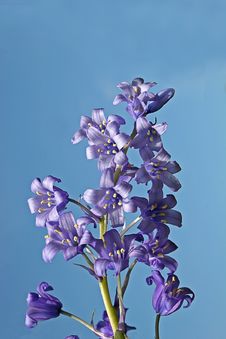 Bluebell Royalty Free Stock Photography
