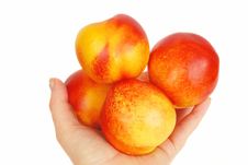 Nectarines In The Arm. Royalty Free Stock Photo Nectarines In The Arm. Royalty Free Stock Photo