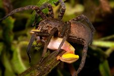 Frog Eating Tarantula Big Hairy Spider Kills Royalty Free Stock Photography