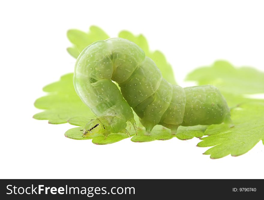 Caterpiller on a parsley leaf isolated on white. Caterpiller on a parsley leaf isolated on white