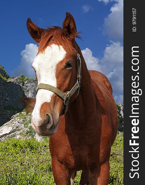 This colourful photo of a red horse against high mountains