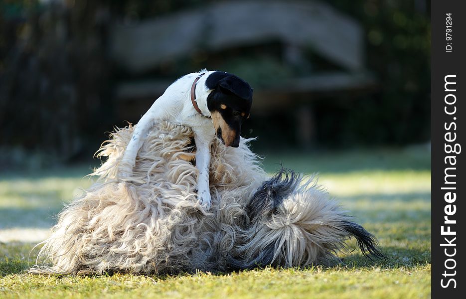 Two dogs playing on a lawn. Two dogs playing on a lawn