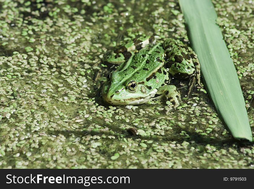 A green frog is basking in the sun