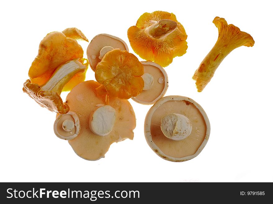 Fresh yelow edible mushroom isolated on white backgrounds