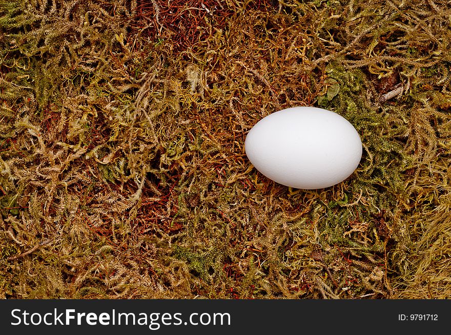 A fresh egg on a moss background. A fresh egg on a moss background