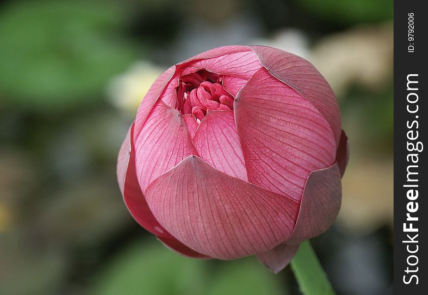 A lotus bud which will come into flower