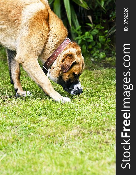 My pet dog sniffing the ground