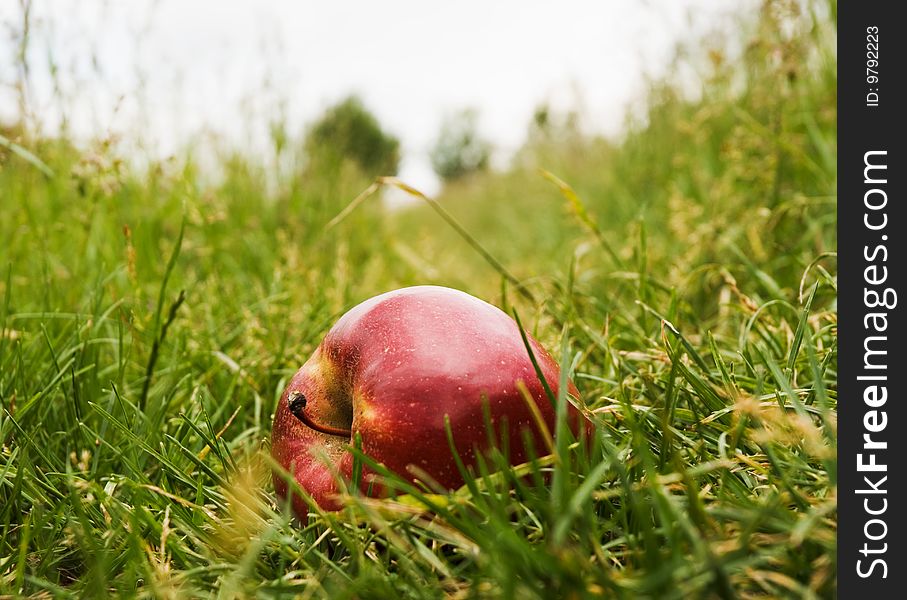 Ripe red apple in the green grass