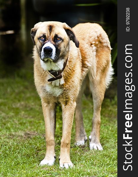 My pet dog standing on a lawn