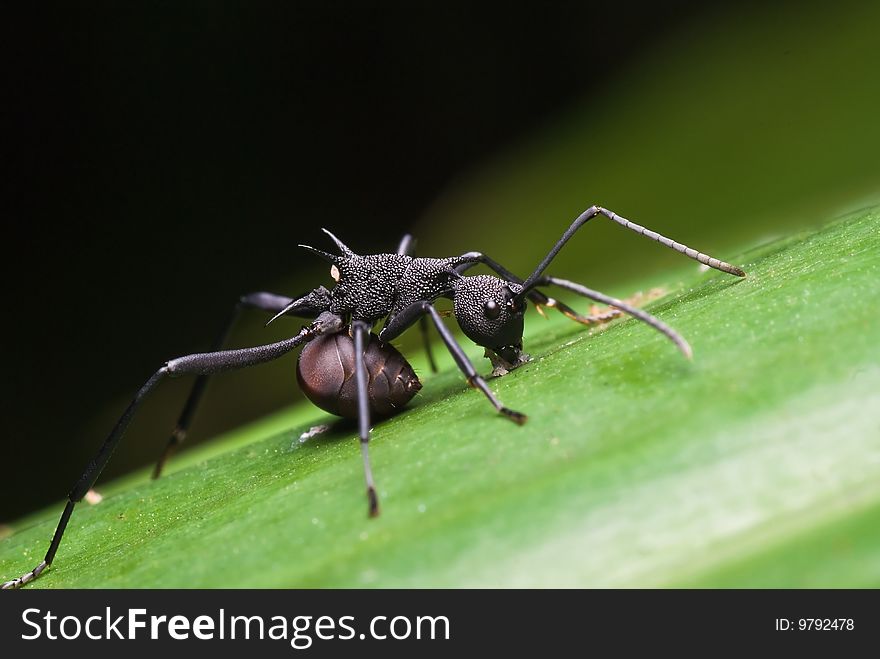 A black spiky ant in the forest