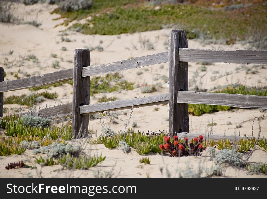 Gray fence in the sand with flowers