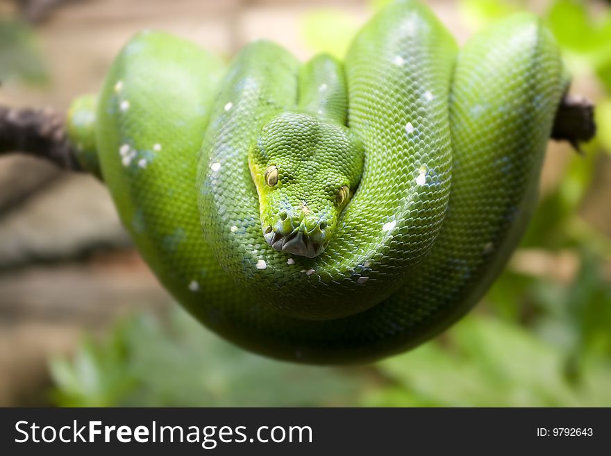 Green snake lying on a tree