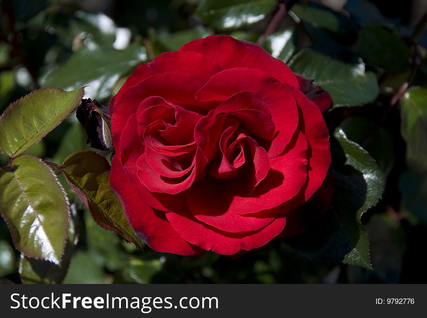 Very red rose surrounded by green leaves