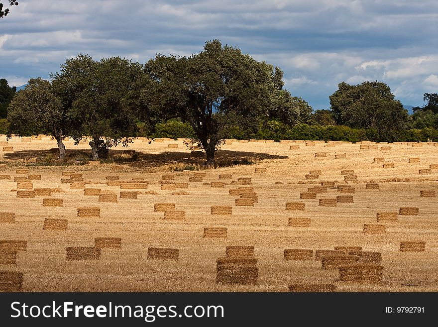 Hay bales in Southern California oak grove waiting to be picked up and shipped out. Hay bales in Southern California oak grove waiting to be picked up and shipped out.