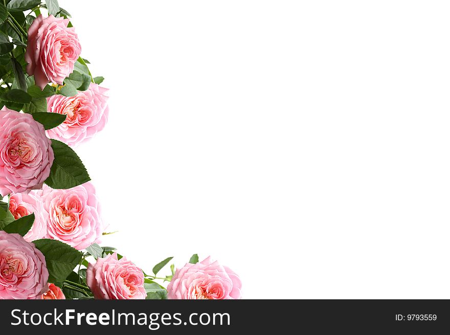 Roses on a white background, it is isolated, sample text