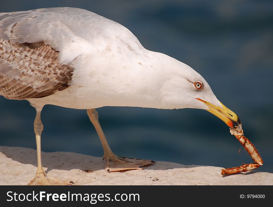 Portrait of a seagull, to stomach