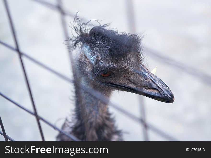 Black bird in zoo. Animals.