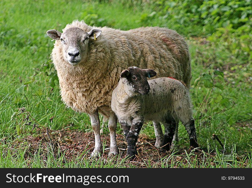 Sheep and lamb standing in grassy field