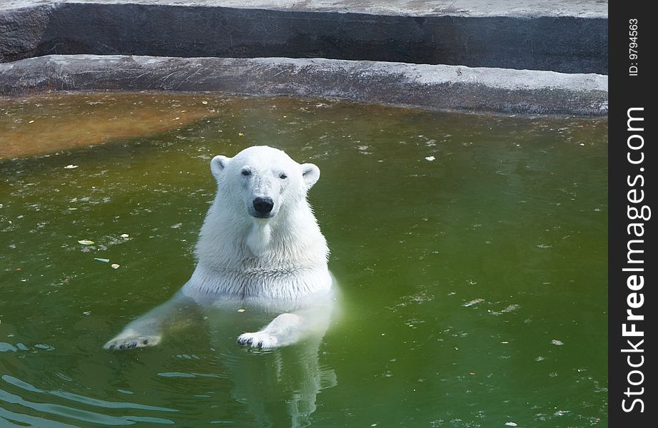 White bear in water. zoo