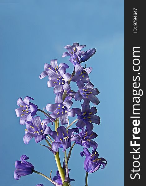 Spanish bluebell flowers against blue sky