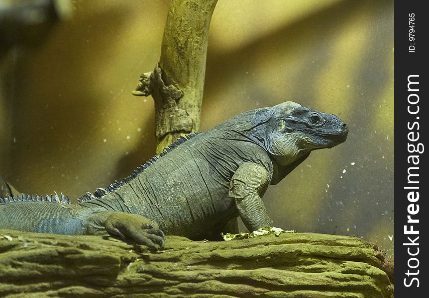 Big green iguana in zoo
